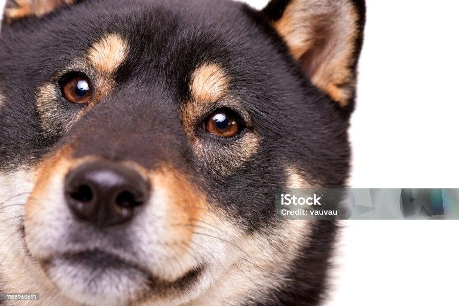 Маңғыстауда қанша адамды ит қапқан