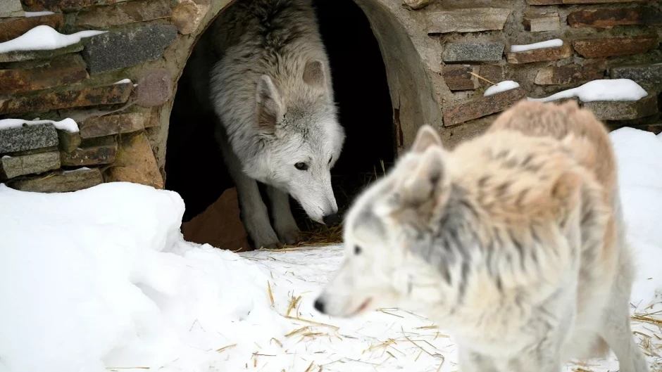 Nur-Sultan resident has two wolves