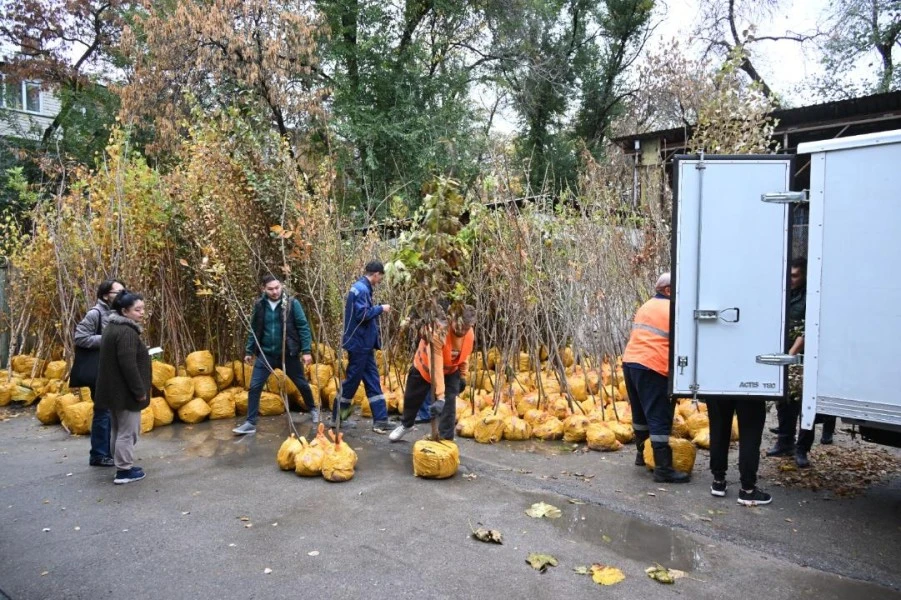 Где алматинцы могут получить бесплатные саженцы для озеленения своего двора