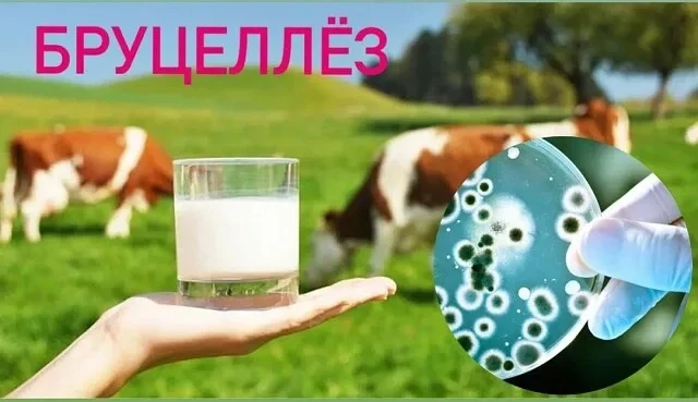К каким осложнениям может привести коварный бруцеллез