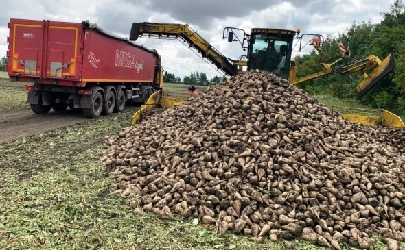 Сахарная промышленность Казахстана за год побила рекорд сбора свеклы, но не осилила переработку